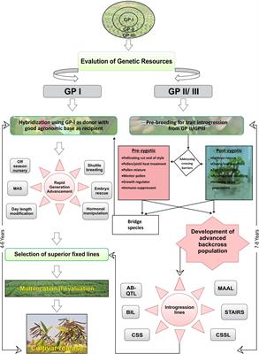 Current Perspectives on Introgression Breeding in Food Legumes